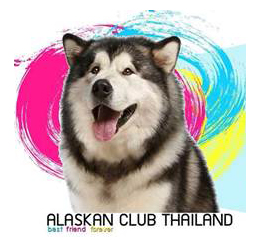 โรงพยาบาลสัตว์ไอเว็ท ร่วมออกบูธคลับ "Alaskan Club Thailand" มัน ใหญ่ มาก